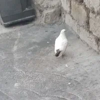 کبوتر دنبی|پرنده|لالی, |دیوار