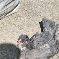 تخم نطفه دارگلین