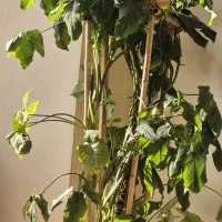 گل سینگینیوم