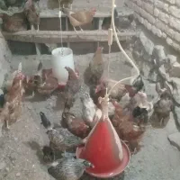 خرید و فروش مرغ خانگی