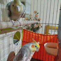 عروس هلندی معاوضه|پرنده|فردیس, ثابتی|دیوار