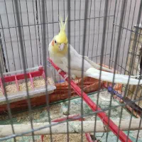 عروس هلندی لوتینیو