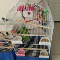 قفس پرنده درحد نو بزرگ و کوچک|لوازم جانبی حیوانات|پردیس, فاز ۱۱|دیوار