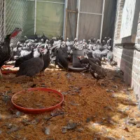 مرغ کرچ و بوقلمون  کرچ|حیوانات مزرعه|تهران, اکباتان|دیوار