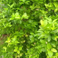 فروش سیم کاره 9128179732