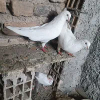 کبوتر|پرنده|باسمنج, |دیوار