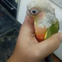 طوطی|پرنده|قم, باجک یک|دیوار
