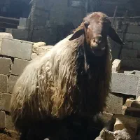 قوچ هترو|حیوانات مزرعه|اسفراین, |دیوار