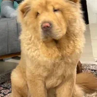 فروش سگ چائوچائو|سگ|ساری, |دیوار