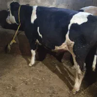 دو عدد گوساله سیمنتال نر|حیوانات مزرعه|نظر کهریزی, |دیوار