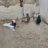 چندجفت کفتر|پرنده|شیراز, شیخ علی چوپان|دیوار