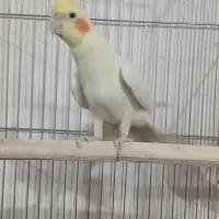 عروس هلندی سخنگو