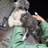 قدرجونی ۶۰ روزه