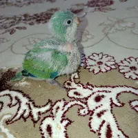 راهب|پرنده|هشتگرد, گلسار|دیوار