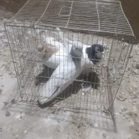 کبوتر فروشی