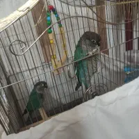 طوطی گرینچیک