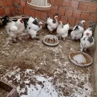 تخم مرغ نطفه دار برهما|حیوانات مزرعه|قائمشهر, |دیوار