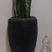 گلدان بزرگ پتینه و گیاه مانسترا