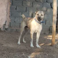 حیوان میکس سراب و پیتبول خوشتیب حرص رو هزار|سگ|تربتحیدریه, بالا ولایت|دیوار