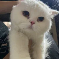 گربه ماده پرشین