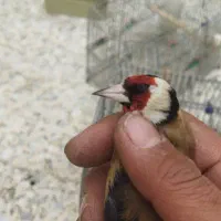 سهره چهارگل طوقدار