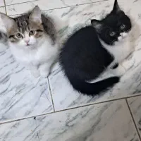 گربه دو قلاده