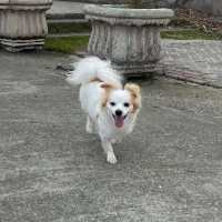 واگذاری