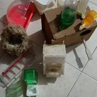 فنچ بنگالی|پرنده|تهران, وحیدیه|دیوار