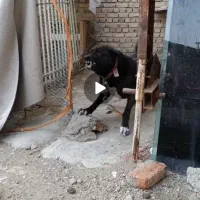 سگ نگهبان|سگ|کنگاور, |دیوار