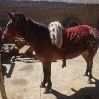 اسب|حیوانات مزرعه|ملایر, |دیوار