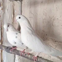 کبوتر پرشی|پرنده|قم, شهرک قدس|دیوار