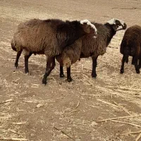 یه جفت قوچ ۲ ساله افشار اصفهانی درجه یک بشرط|حیوانات مزرعه|زنده رود, |دیوار