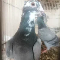 تعدادی حیون جفتی و جوجه