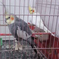 عروس هلندی|پرنده|سیرجان, |دیوار