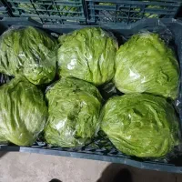 کاهو ایسبرگ دزفول نو بر|خدمات باغبانی و درختکاری|آستارا, |دیوار