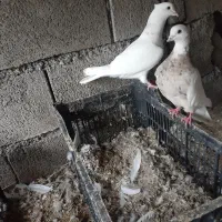 طوق لیمو کم خال بانرنامه بر پلاکی