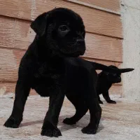 کن کورسو|سگ|رباط‌کریم, رباط‌کریم|دیوار