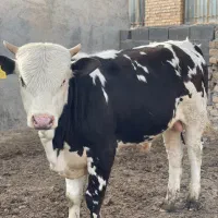 گوساله فروش فوری