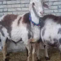 دوعدد قورچ پلنگی بره هاساله گذشته نژادخوب|حیوانات مزرعه|خنداب, |دیوار