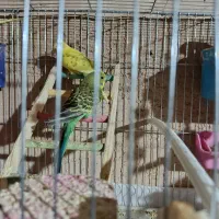 مرغ عشق ۱۱تا