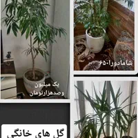 گلهای زیبا وسرحال|گل و گیاه طبیعی|تهران, آذری|دیوار