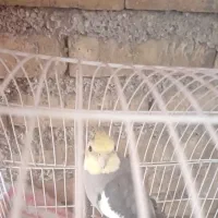 یک عدد عروس هلندی آواز خوان