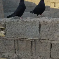 کفتر|پرنده|خرمشهر, |دیوار