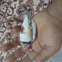 اهواز کوی علوی|پرنده|اهواز, کوی علوی|دیوار