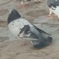 کفتر ناب