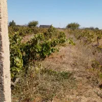 فرروش یک قطعه باغ سنددار|فروش زمین و ملک کلنگی|محمدشهر, همایون ویلا|دیوار