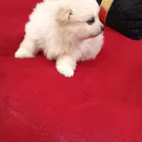 سه تا گل پسر