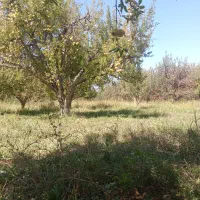 به یک سواری سمند یا پژو برای باغ سیب نیازمندم