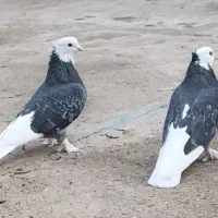 جفت نر و ماده شازده