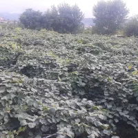 اجاره دادن باغ کیوی